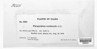 Phragmidium occidentale image